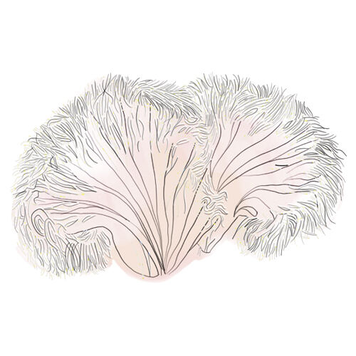 Crash Course Mushrooms Lions Mane